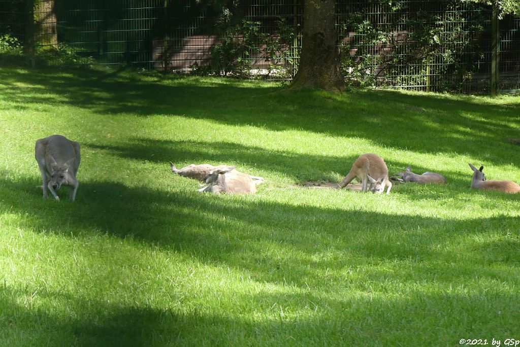 Rotes Riesenkänguru