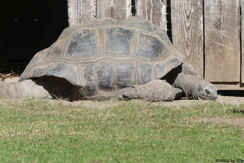 Aldabra-Riesenschildkröte (Seychellen-Riesenschildkröte)