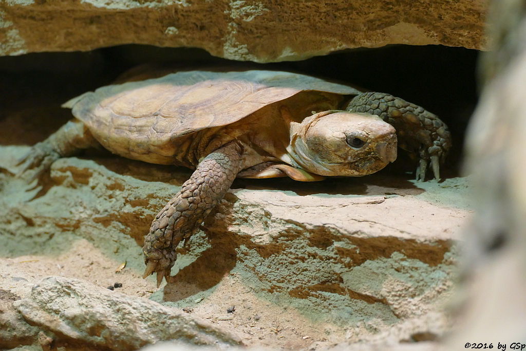 Spaltenschildkröte