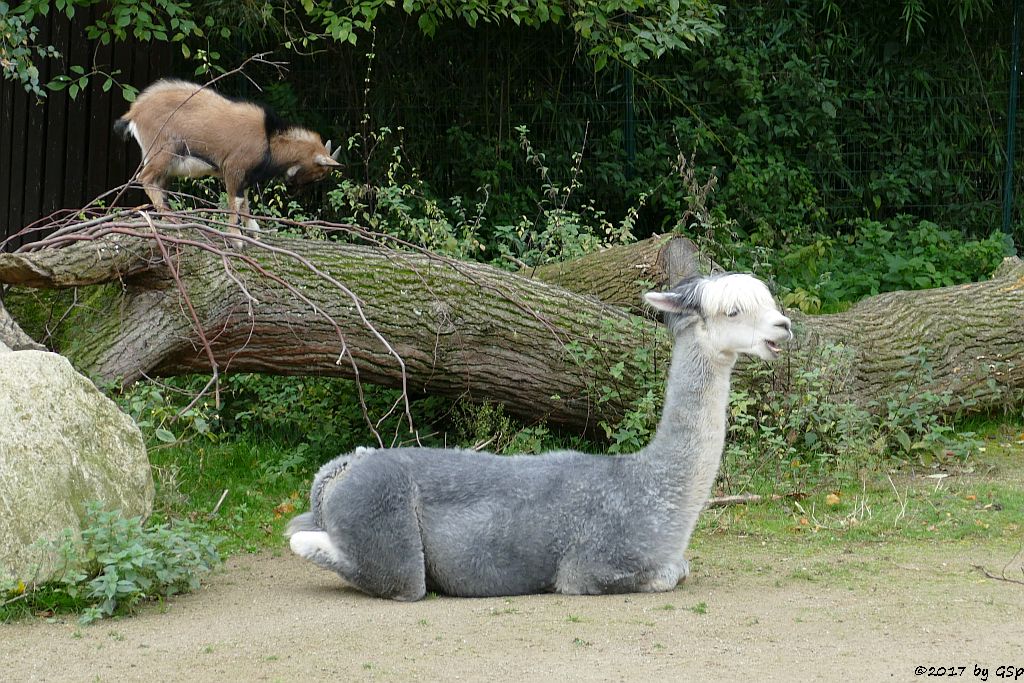 Alpaka, Afrikanbische Zwergzige (Westafrikan. Zwegziege, Kamerun-Zwergziege)