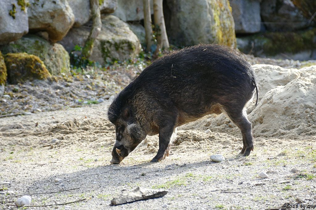 Negros Pustelschwein (Visayas-Pustelschwein, Visayas-Mähnenschwein)