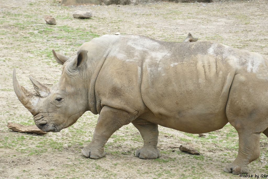 Südliches Breitmaulnashorn