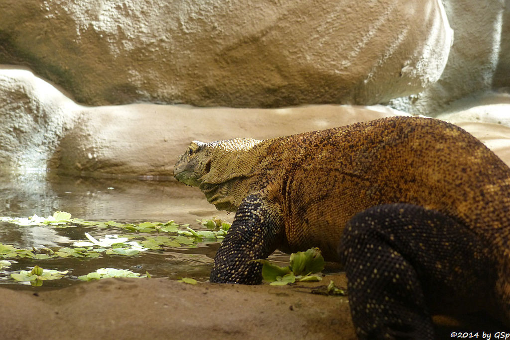 Komodowaran