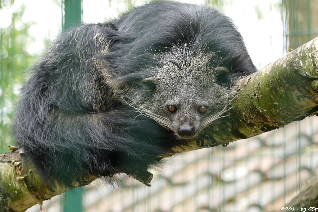 Binturong (Marderbär)