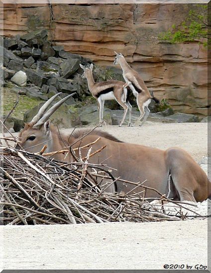 Elenantilope und Thomson-Gazelle