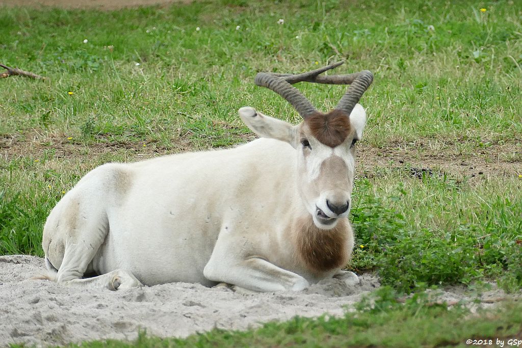 Mendesantilope (Addax)