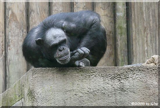 Schimpansin VAKANGA mit PANJA (geb.am 14.7.08)