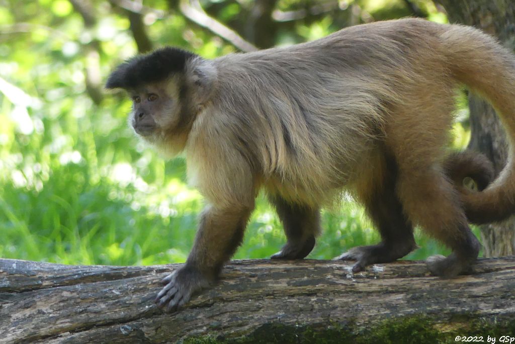 Haubenkapuzineraffe (Gehaubter Kapuziner, Apella)