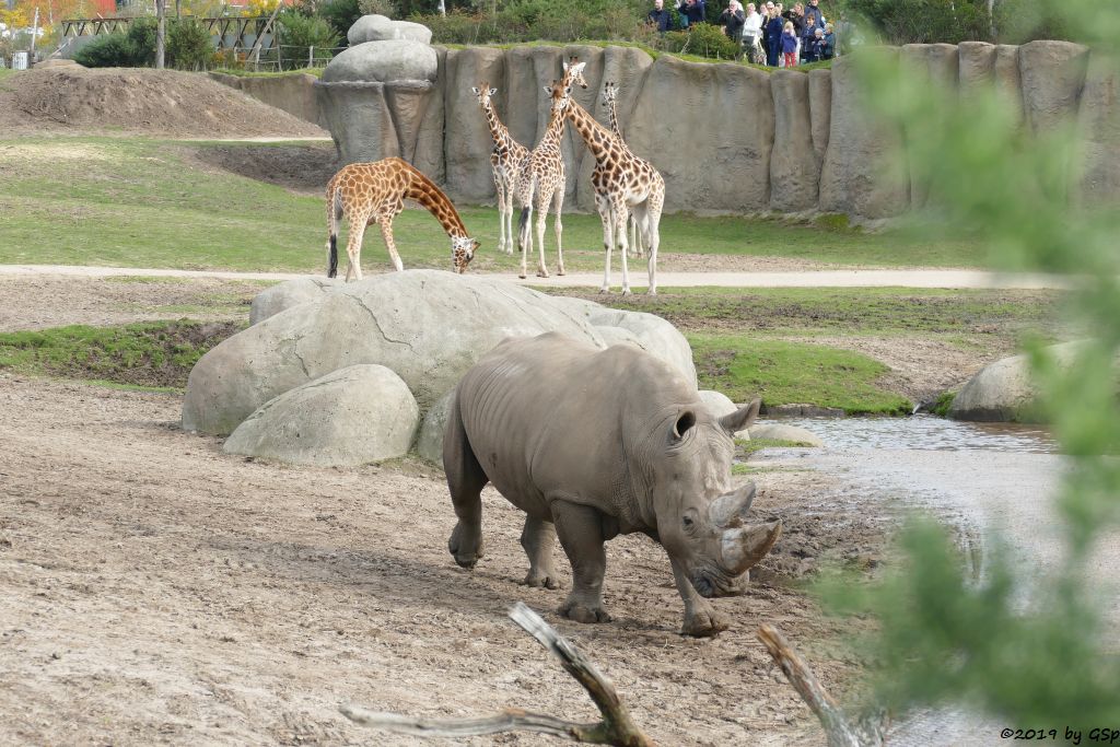 Südliches Breitmaulnashorn, Rothschildgiraffe (Uganda-Giraffe, Baringo-Giraffe)