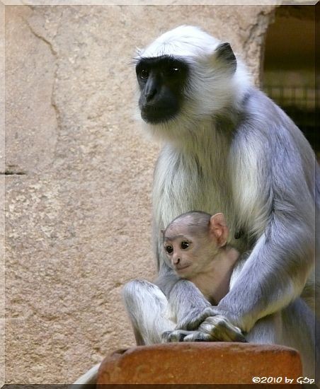 Hulman (Hanuman-Langur) LISA mit ihrer 5 Wochen alten Tochter (geb.12.3.10)