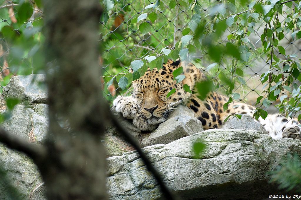 Amurleopard