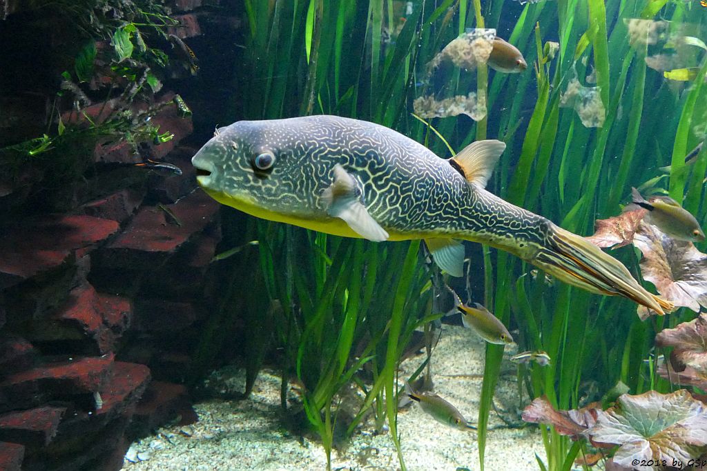 Goldringel-Kugelfisch (Riesenkugelfisch, Teppichkugelfisch)