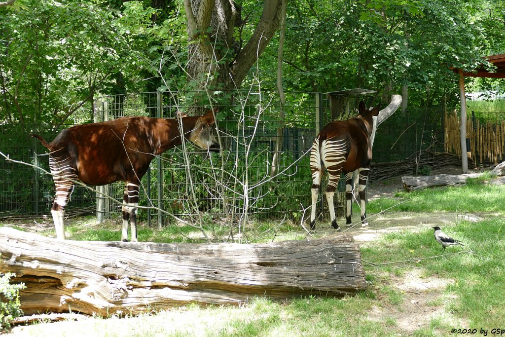 Okapi (Kurzhalsgiraffe, Waldgiraffe)