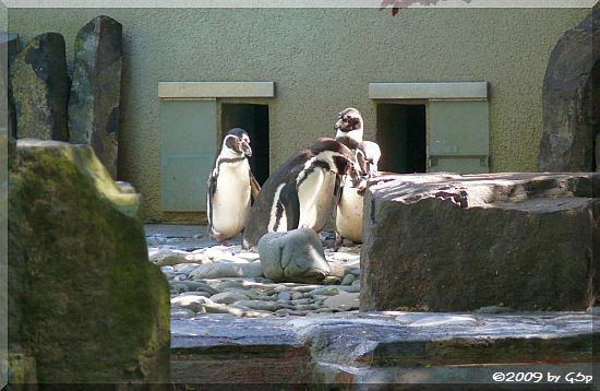 Humboldt-Pinguin