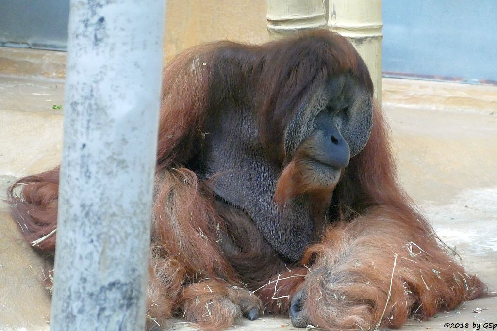 Sumatra-Orang-Utan JAMBI