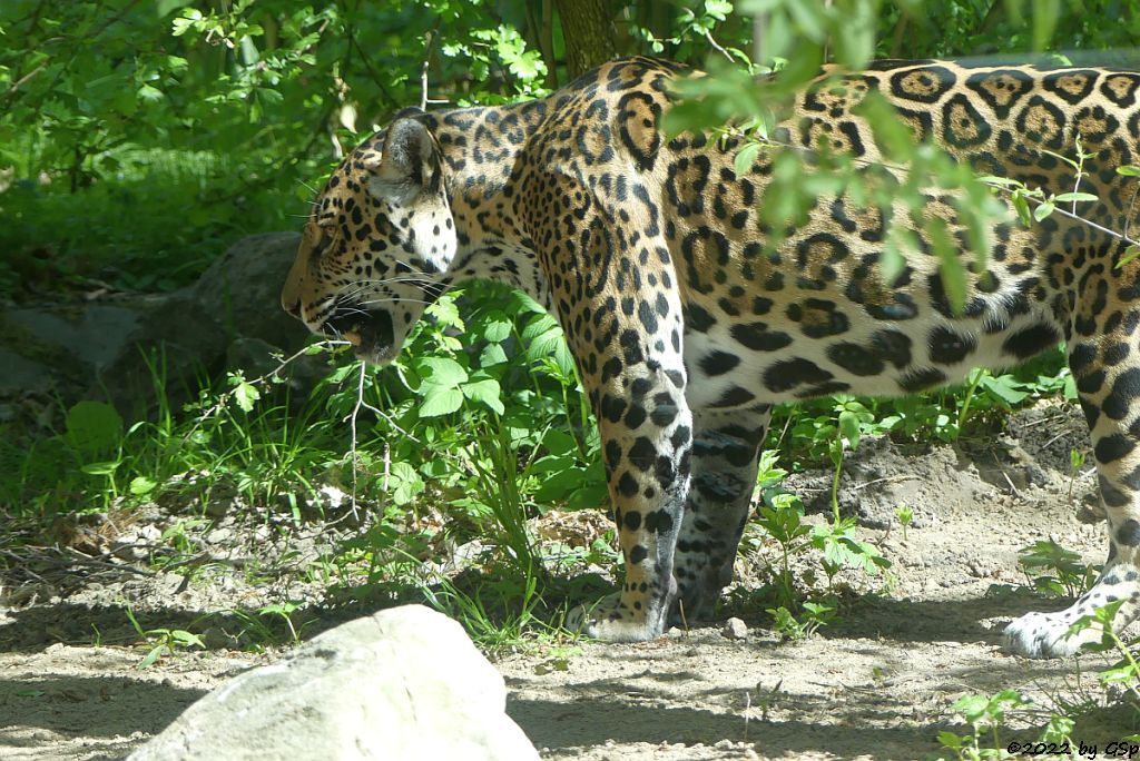 Jaguar