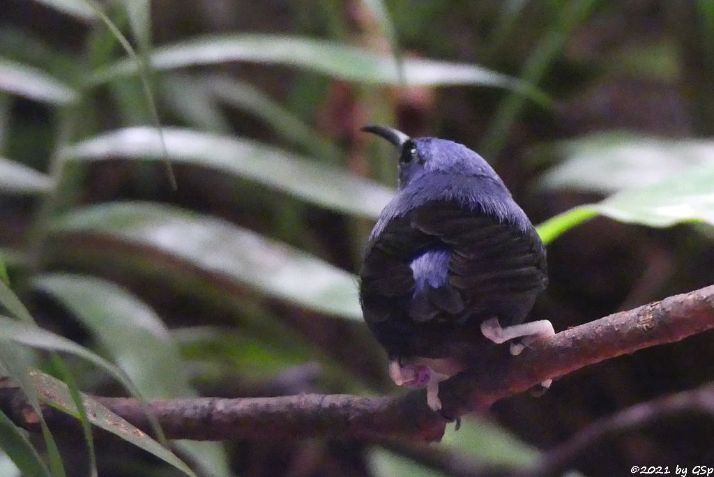 Kobaltnaschvogel (Purpurnaschvogel, Gelbfußhonigsauger)