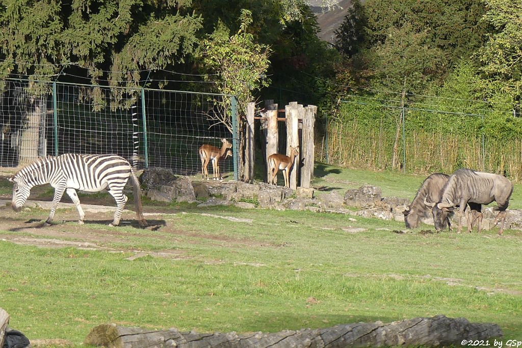 Böhm-Steppenzebra (Grant-Zebra), Impala (Schwarzfersenantilope), Südliches Streifengnu (Blaues Gnu)