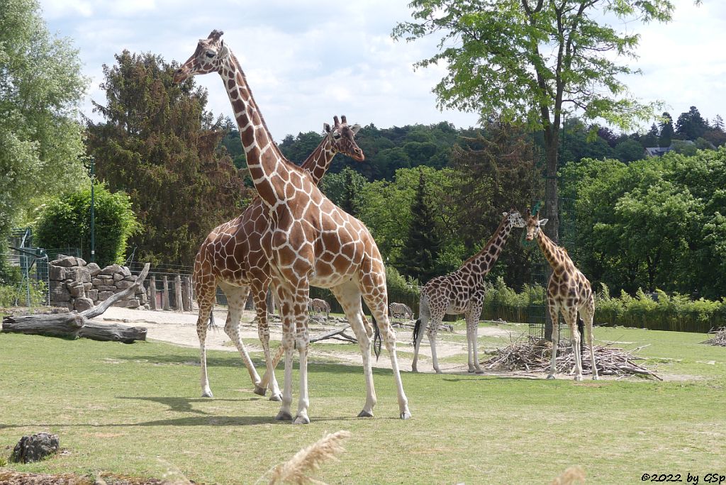Netzgiraffe,  Rothschildgiraffe (Uganda-Giraffe, Baringo-Giraffe)