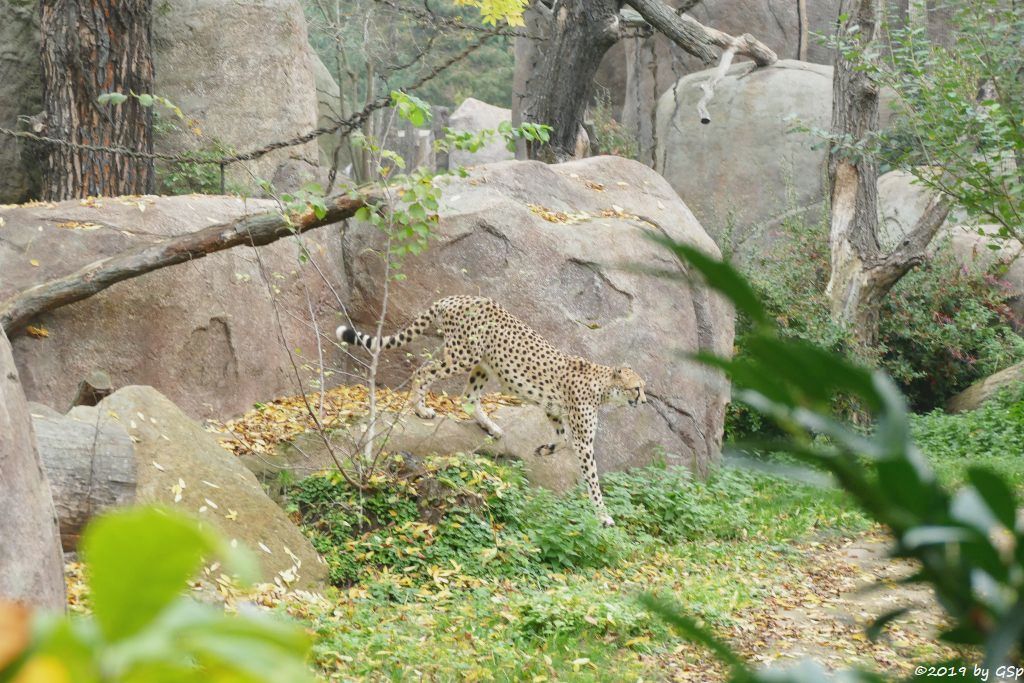 Südafrikanischer Gepard