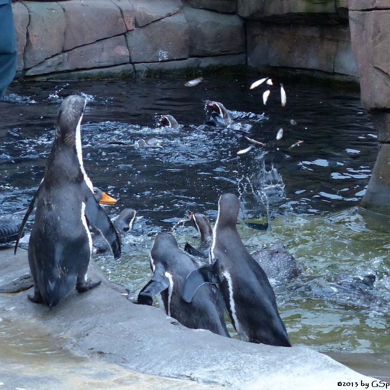 Humboldt-Pinguin, Magellan-Dampfschiffente