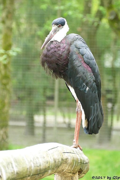 Asiatischer Wollhalsstorch