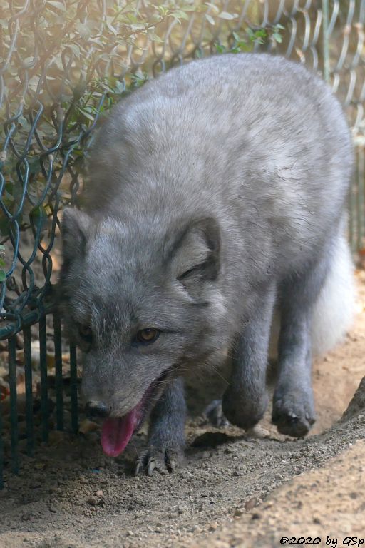 Polarfuchs (Eisfuchs, Blaufuchs)