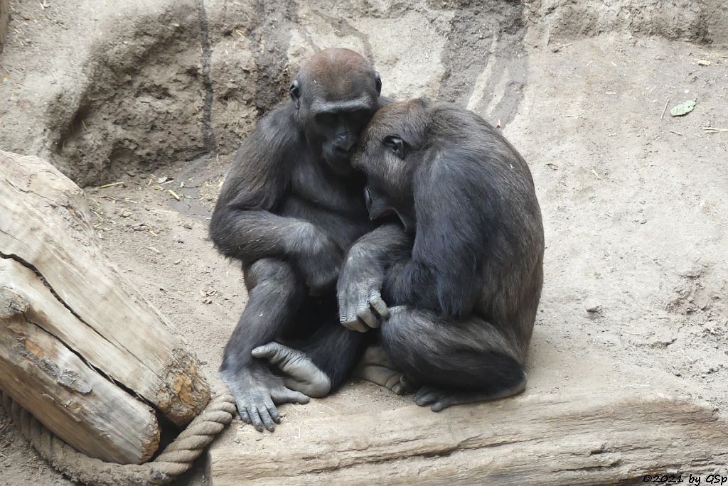 Westlicher Flachlandgorilla