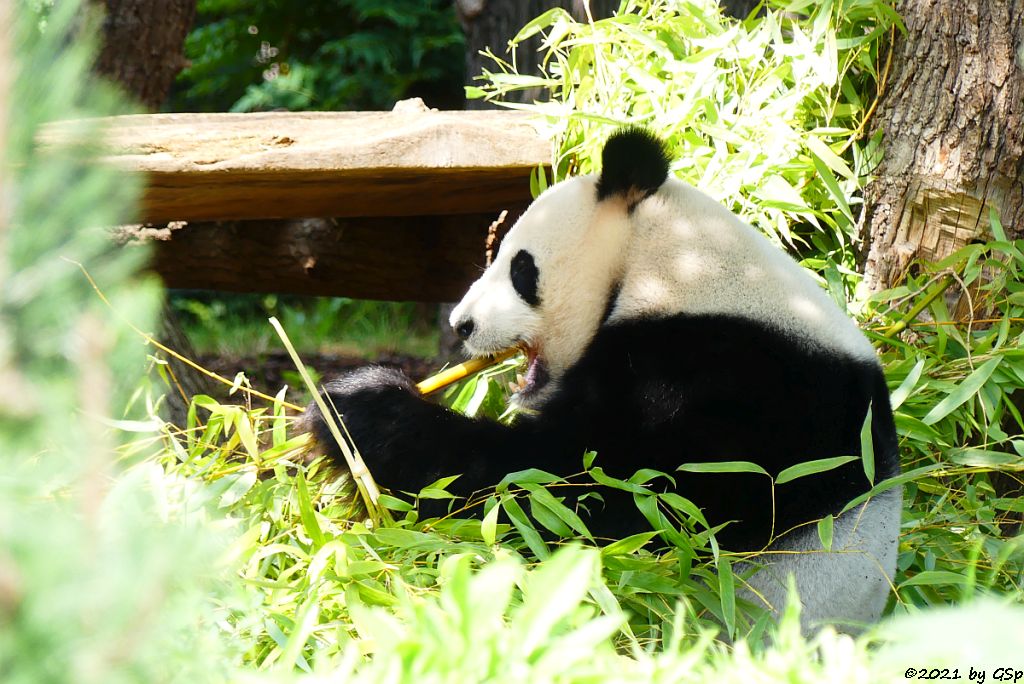 Großer Panda (Riesenpanda, Bambusbär) JIAO QING