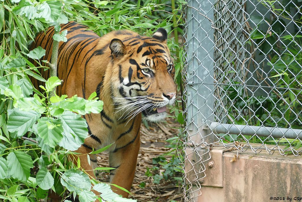 Sumatratiger VANNI