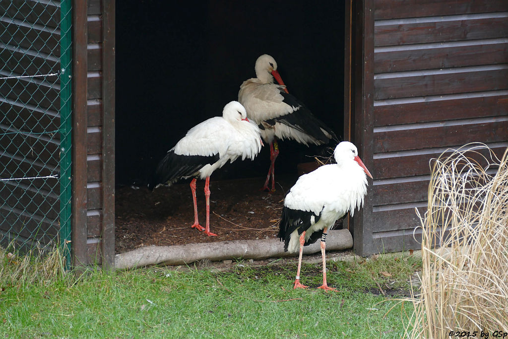 Weißstorch