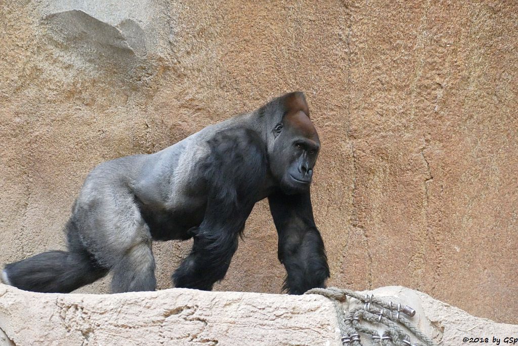 Flachlandgorilla ABEEKU