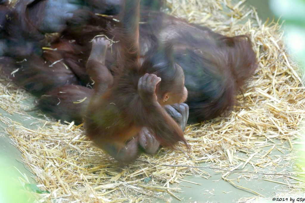 Borneo-Orang-Utan