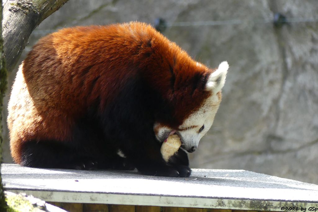 Westlicher Kleiner Panda (Westlicher Katzenbär, Nepalesischer Roter Panda)