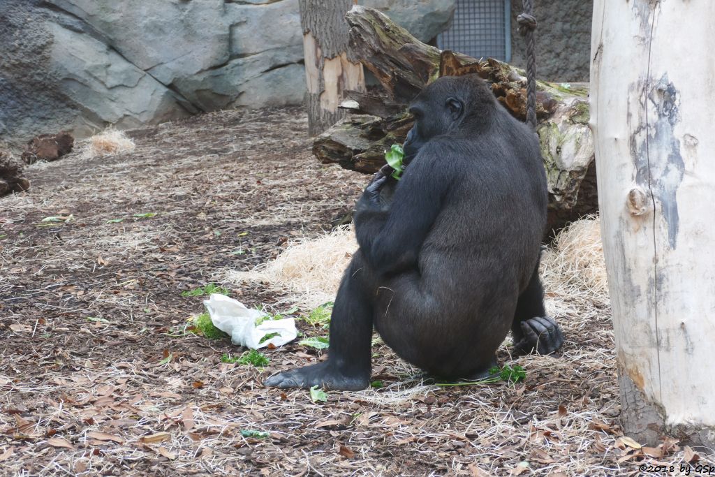 Flachlandgorilla QUEMBO