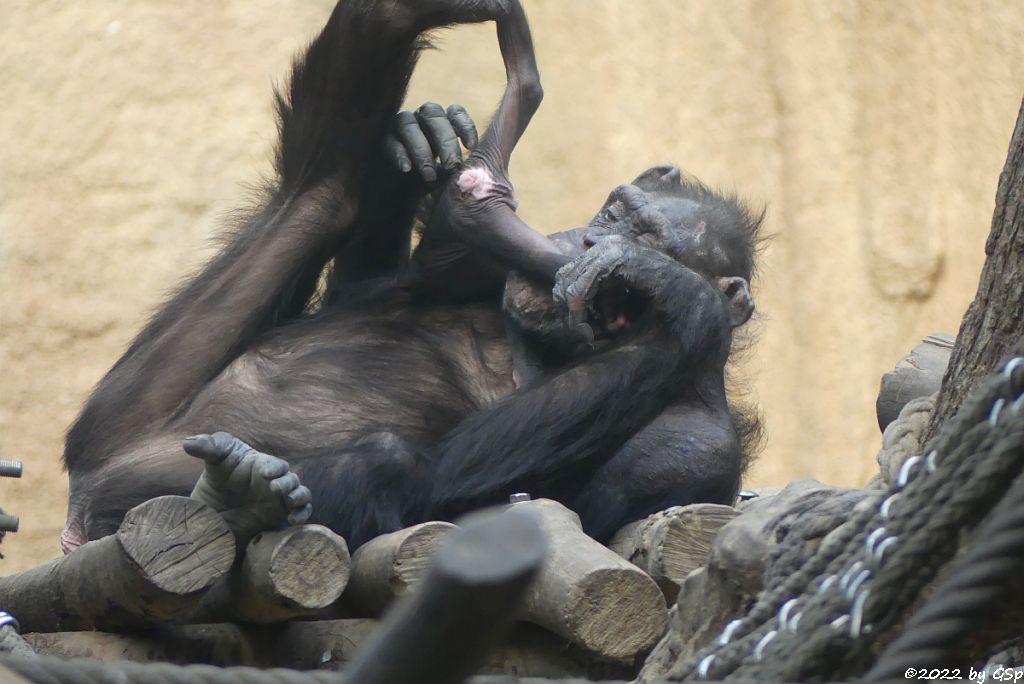 Ostafrikanischer Schimpanse CORRY mit Sohn BADU, geb. 22.12.21