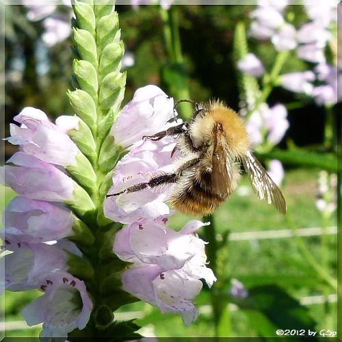 Ackerhummel