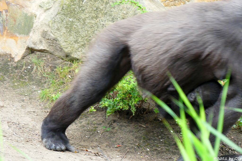 Flachlandgorilla TILLA (geb. 15.2.21) mit Mama BIBI