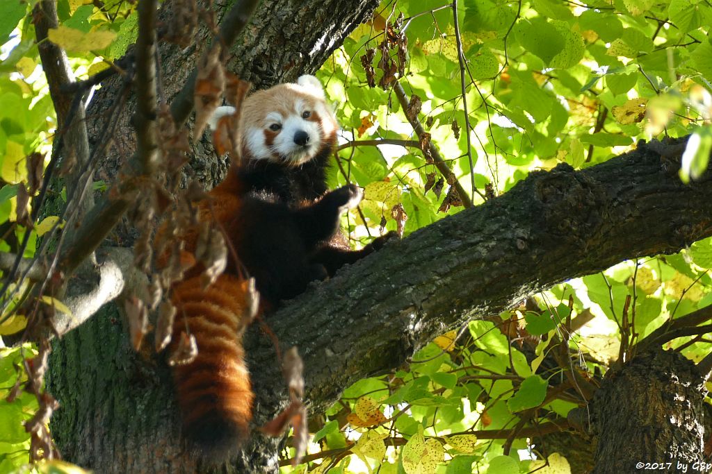 Westlicher Kleiner Panda (Westlicher Katzenbär, Nepalesischer Roter Panda)