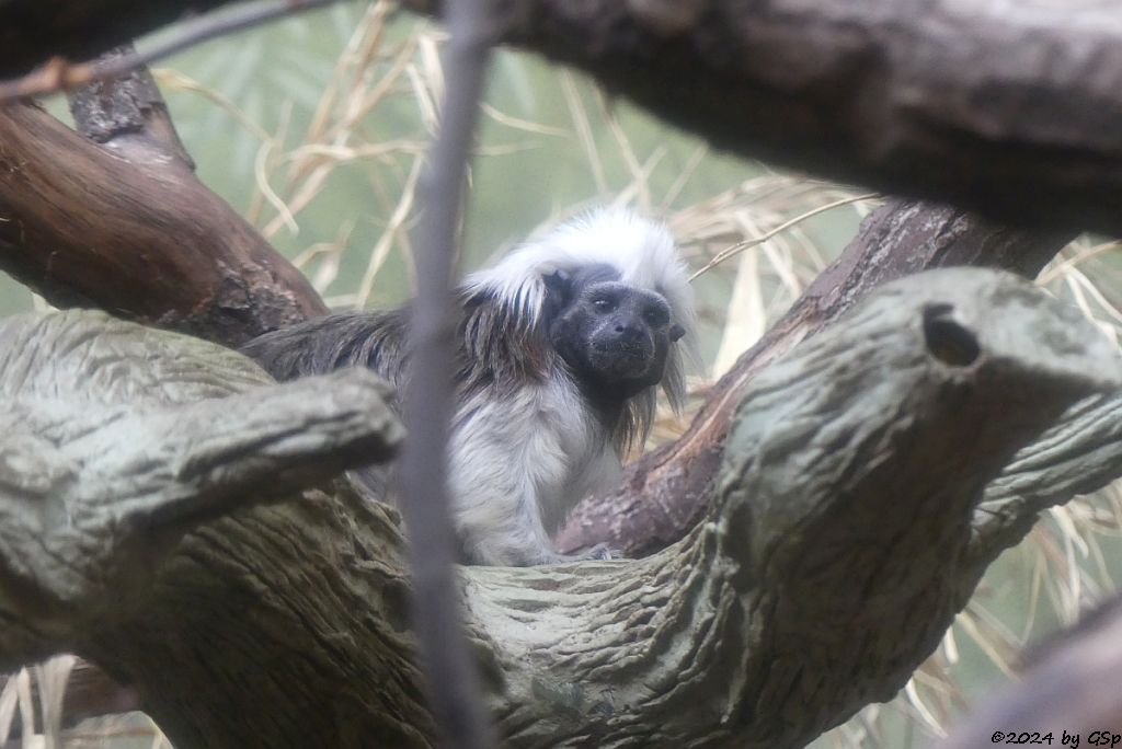 Lisztäffchen (Lisztaffe, Pinchéaffe)