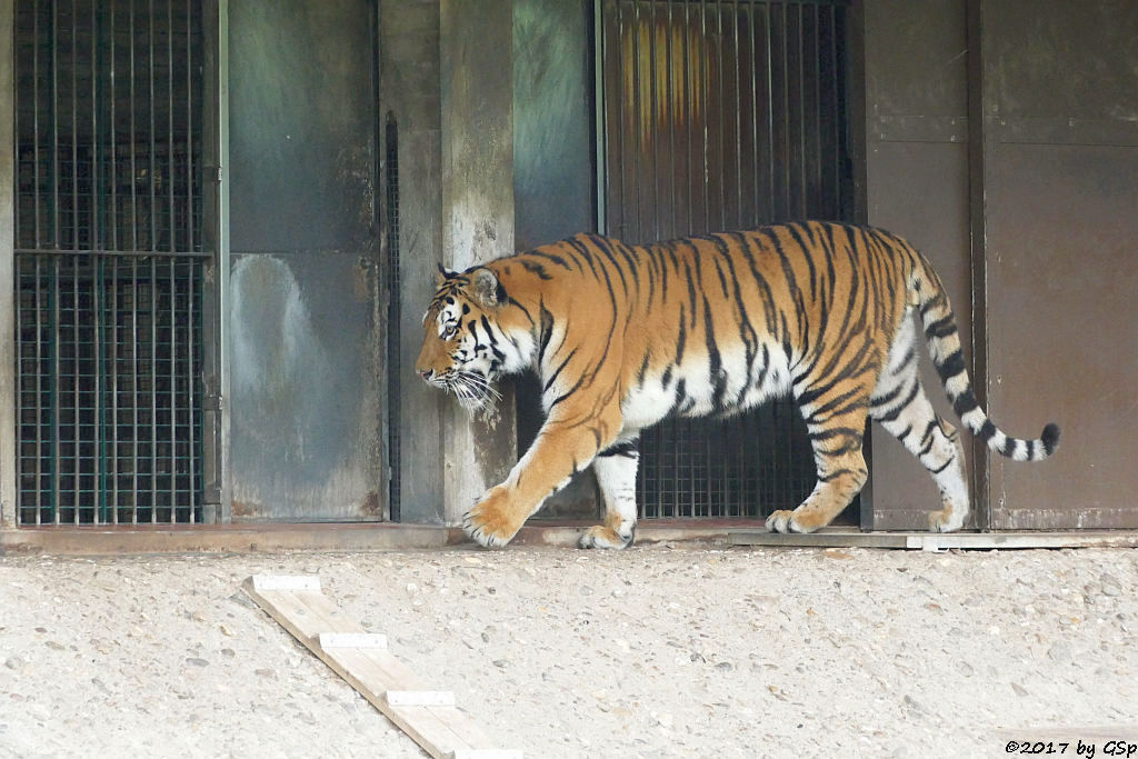 Amurtiger (Sibirischer Tiger, Mandschu-Tiger) SERGAN