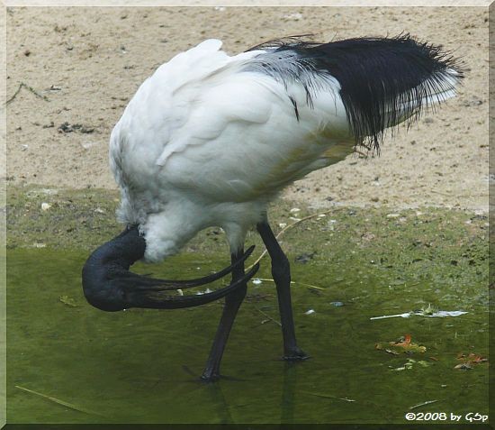 Heiliger Ibis