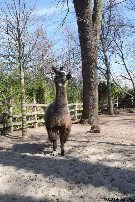 Lama