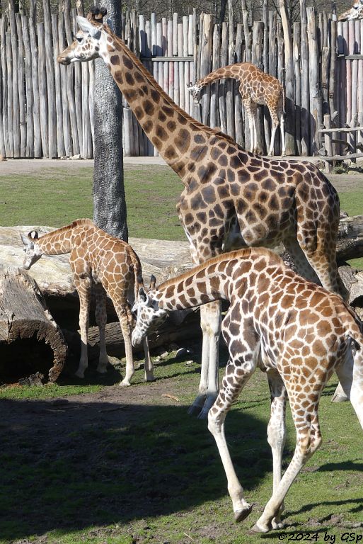 Rothschildgiraffe (Uganda-Giraffe, Baringo-Giraffe), KIANO geb. am 4.1.24