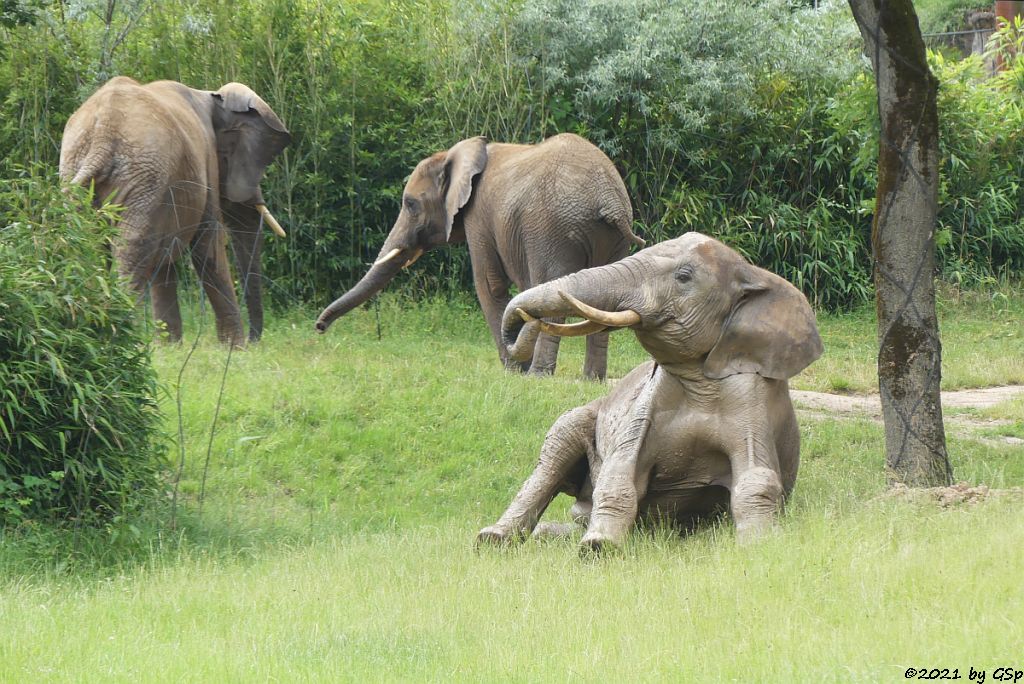 LILAK, KARIBA, TAMO