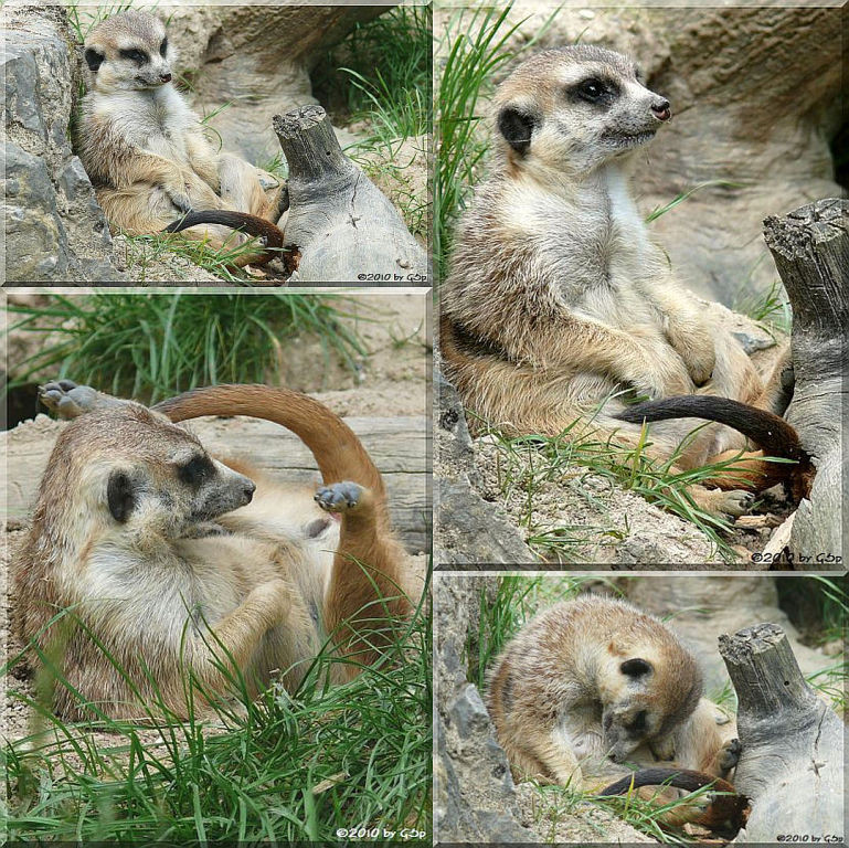 Erdmännchen