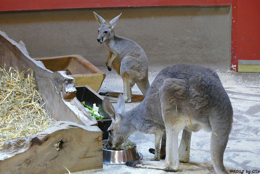 Rotes Riesenkänguru