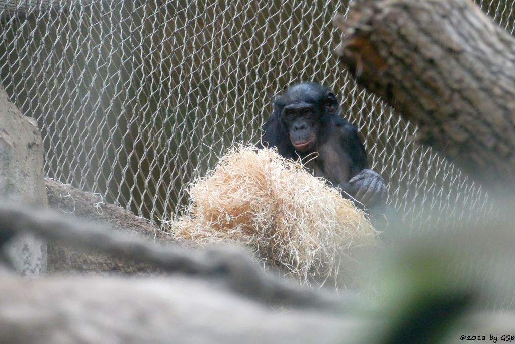 Bonobo (Zwergschimpanse)