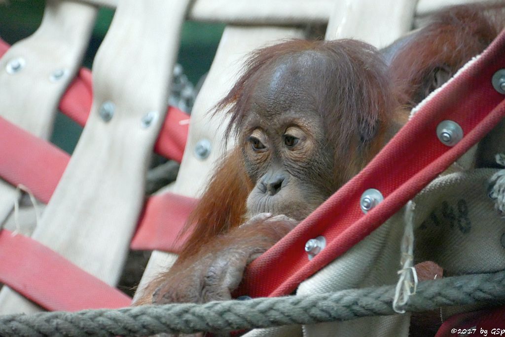 Sumatra-Orang-Utan SAYANG mit Mama ROSA