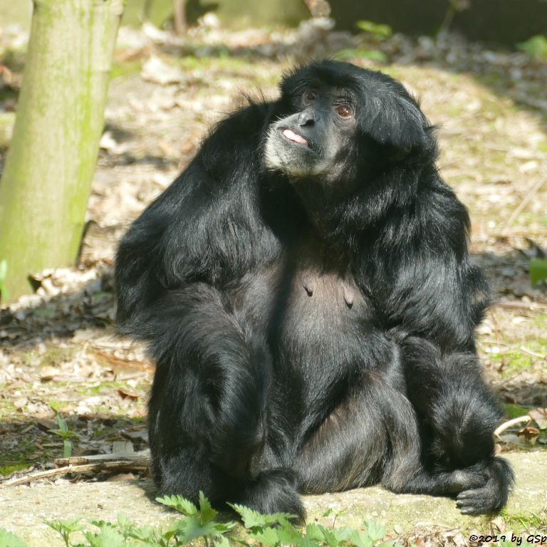 Siamang